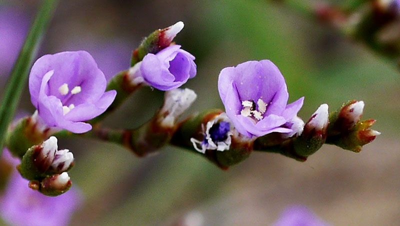 Limonium sp-3c-Leucate-10 06 2018-LG.jpg