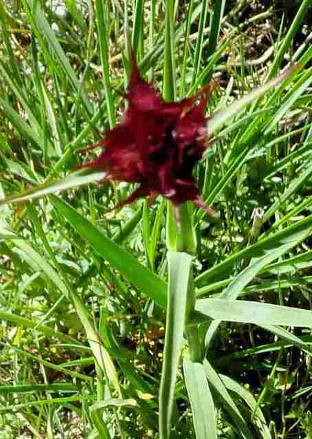 tragopogon 01.jpg