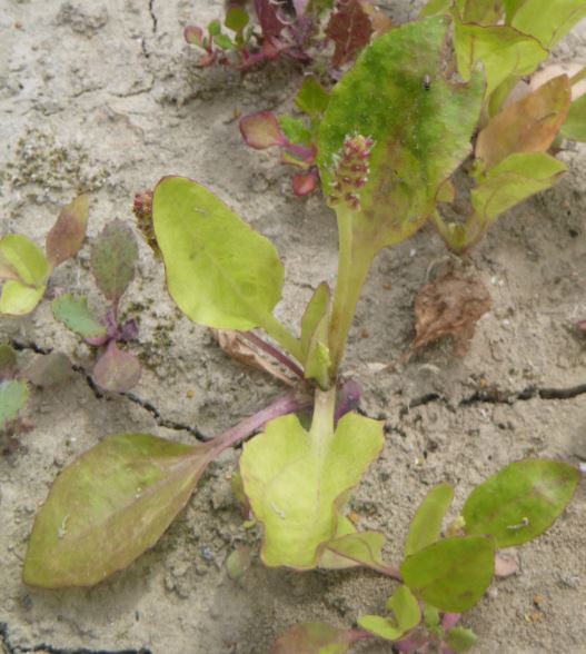 Potamot polygonifolius?