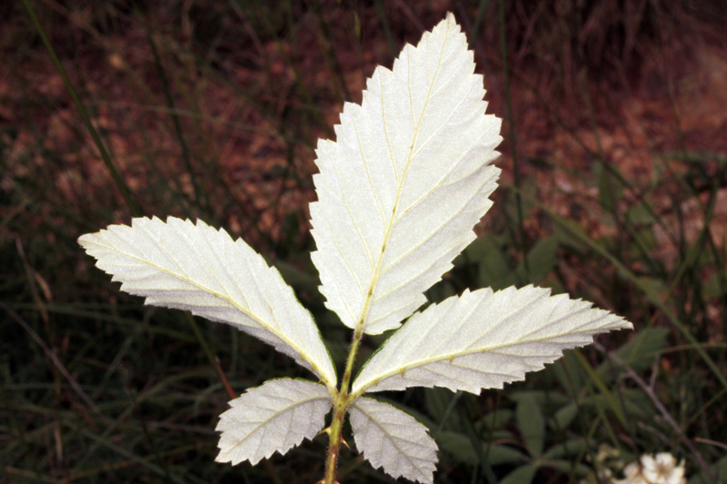 Rosacées - Rubus sp (Ronce) - Sud Aubrac red 5.jpg