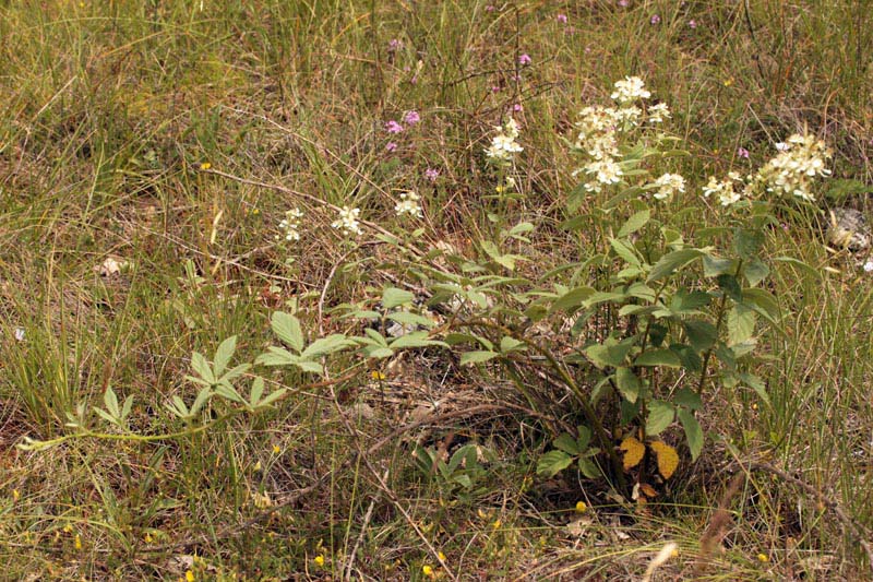 Rosacées - Rubus sp (Ronce) - Sud Aubrac red 0.jpg