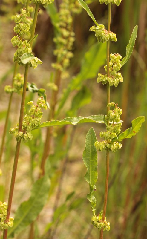 Polygonacées - Rumex sp red 4.jpg