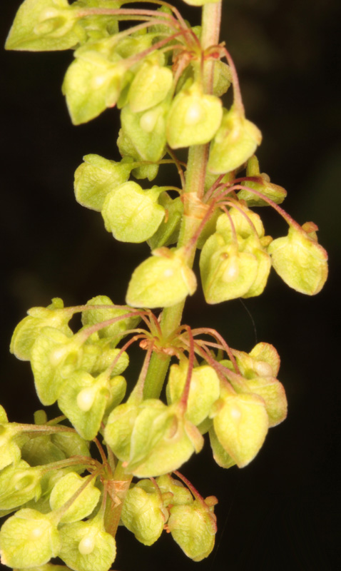 Polygonacées - Rumex sp red 5.jpg