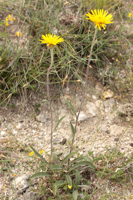 Astéracées - X - Causse Cahors red 1.jpg