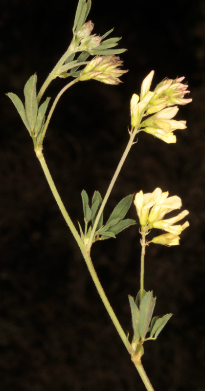 Fabacées - Medicago sativa ssp falcata (Luzerne à fruits en faux) - red 1.jpg