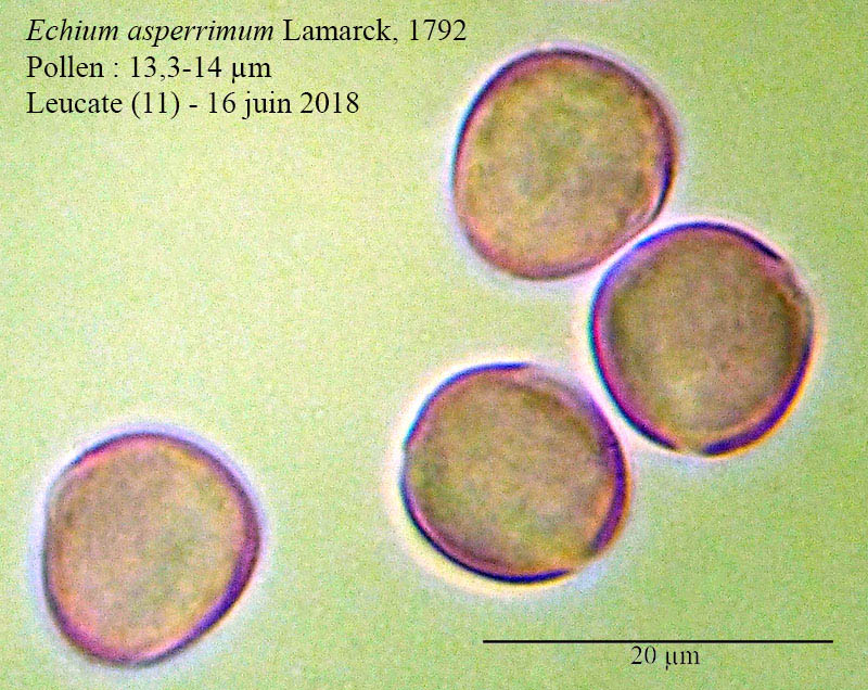 Echium asperrimum-4a-Leucate-11 06 2018-ALG.jpg