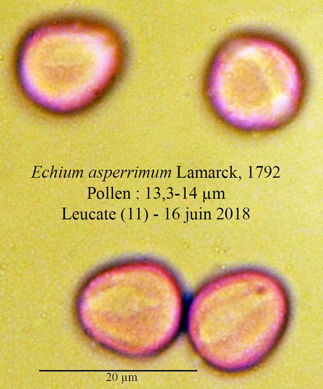 Echium asperrimum-4b-Leucate-11 06 2018-ALG.jpg