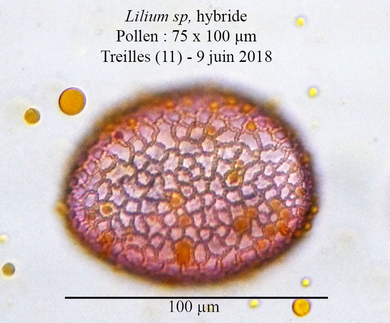 Lilium x hybridum-4a-Treilles-9 06 2018-LG.jpg