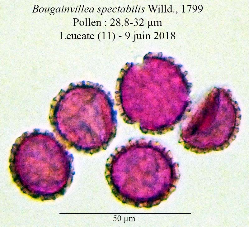 Bougainvillea spectabilis-4a-Leucate-9 06 2018-ALG.jpg