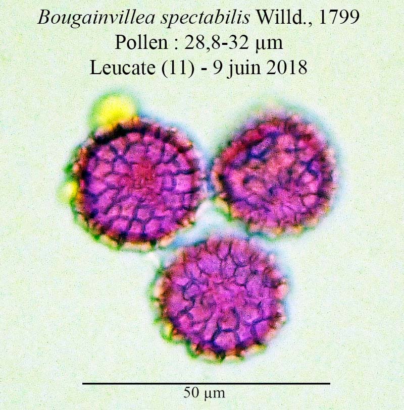 Bougainvillea spectabilis-4b-Leucate-9 06 2018-ALG.jpg