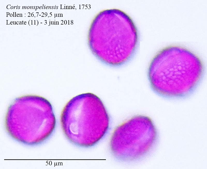 Coris monspeliensis-4b-Leucate-03 06 2018-ALG.jpg