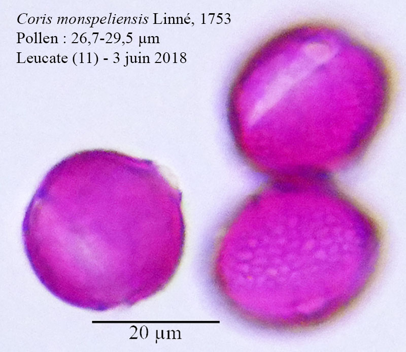 Coris monspeliensis-4c-Leucate-03 06 2018-LG.jpg