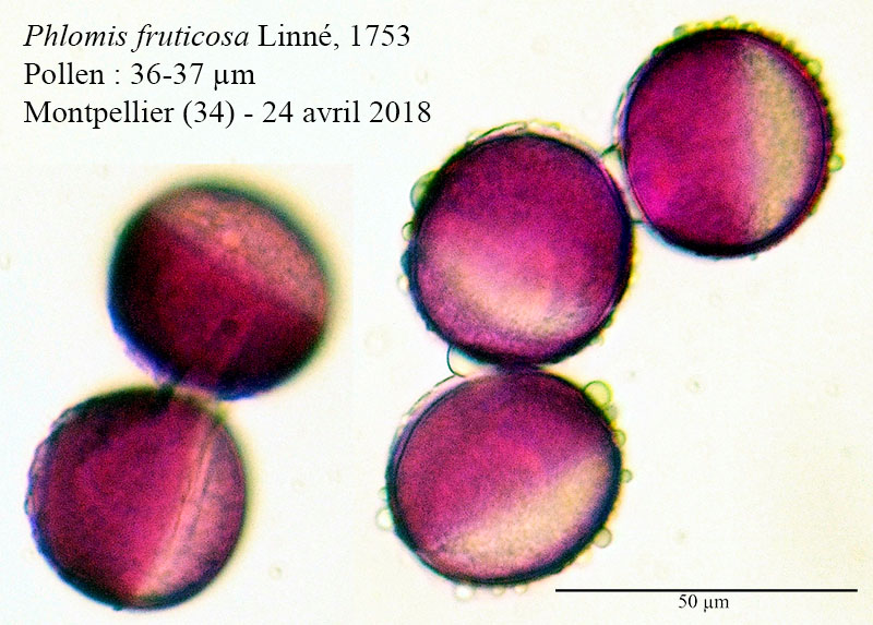 Phlomis fruticosa-4a-MontpellelierChauliac-30 04 2018-LG.jpg