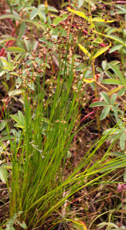 Juncacées - Juncus sp1 - Vosges red 1.jpg