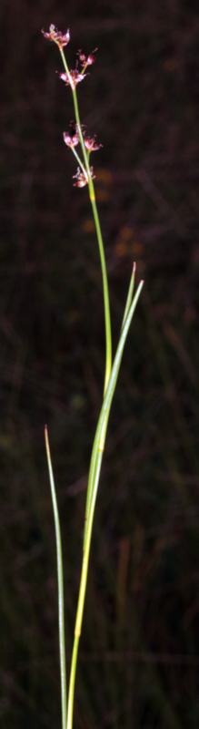 Juncacées - Juncus sp1 - Vosges red 2.jpg