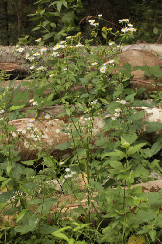 Asteracées - Aster sp - Vosges red 1.jpg