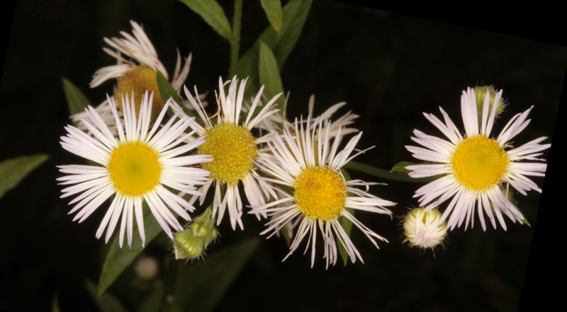 Asteracées - Aster sp - Vosges red 2.jpg