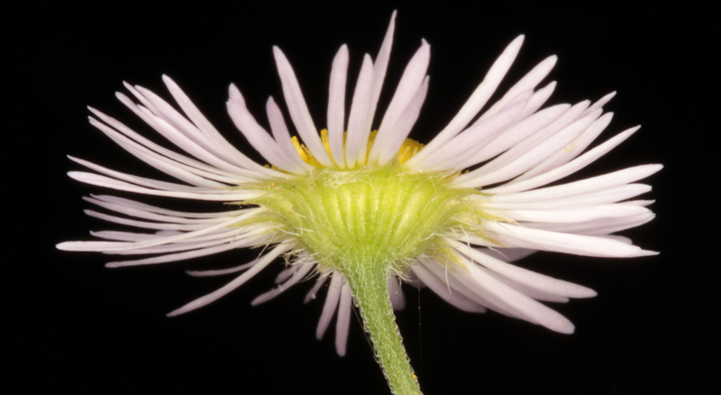 Asteracées - Aster sp - Vosges red 3.jpg