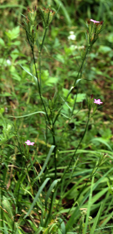 Caryophyllacées - Dianthus sp - Vosges red 1.jpg