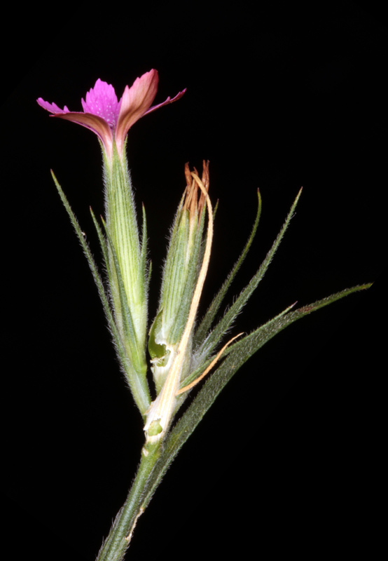 Caryophyllacées - Dianthus sp - Vosges red 2.jpg