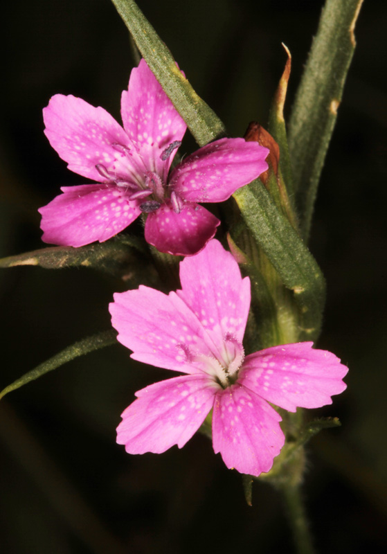 Caryophyllacées - Dianthus sp - Vosges red 3.jpg
