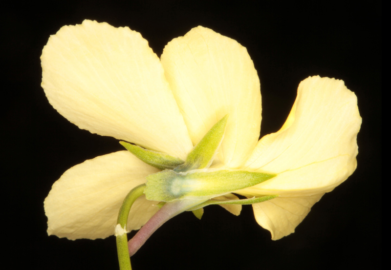 Viola lutea red 2.jpg