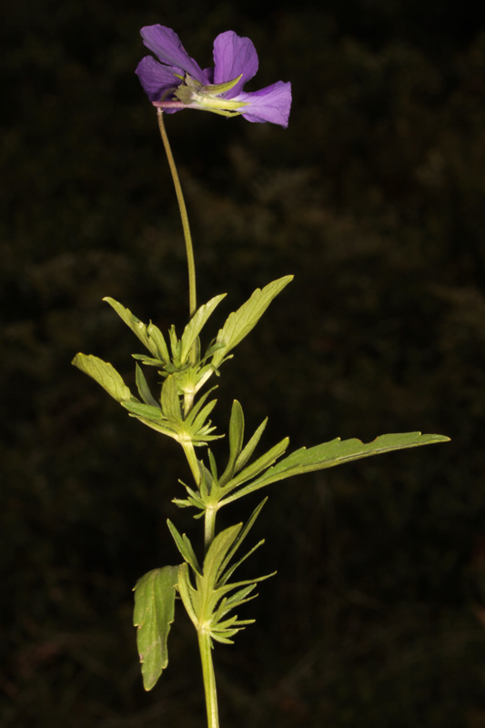 Viola lutea red 3.jpg