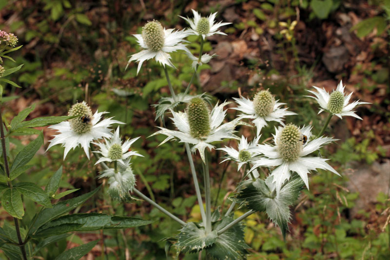 Eryngium giganteum (Panicaut géant) red 1.jpg