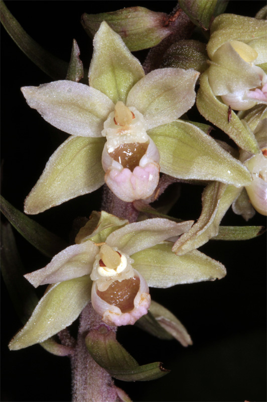 Epipactis purpurata red 2.jpg