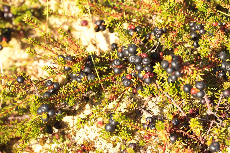 Empetrum nigrum (Camarine noire) red.jpg