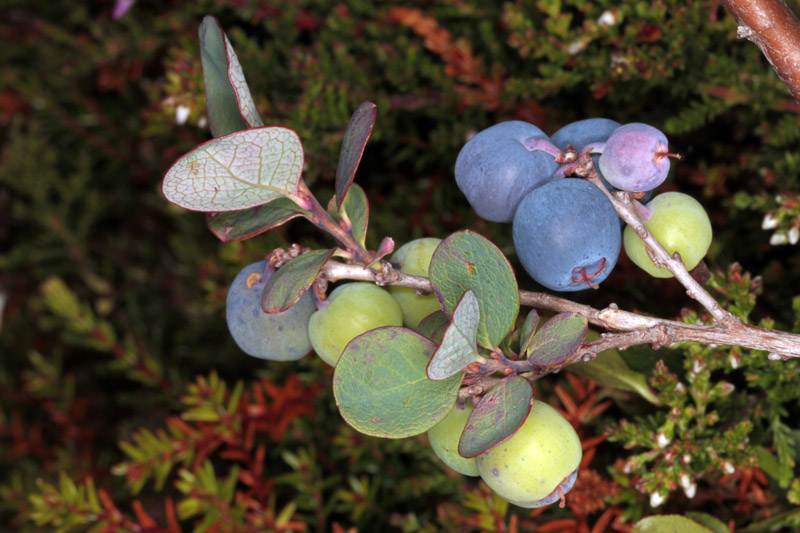 Vaccinium uliginosum (Airelle des marais) red.jpg