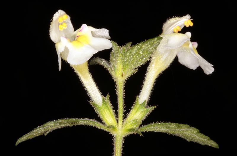 Galeopsis segetum red 2.jpg