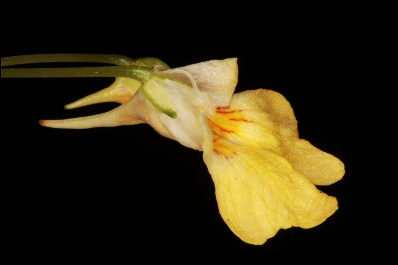 Impatiens parviflora red.jpg