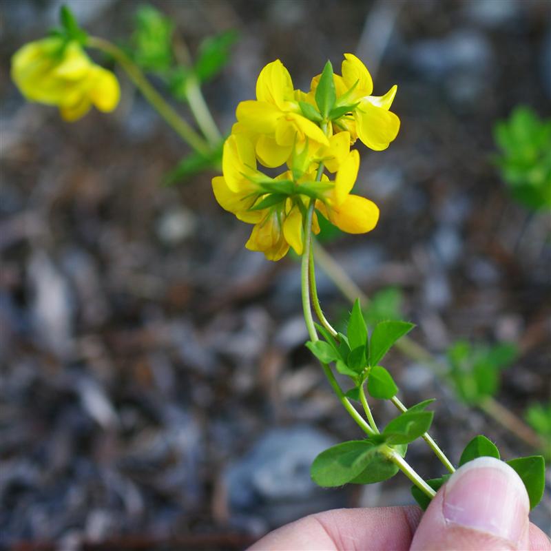 Tige et inflorescence