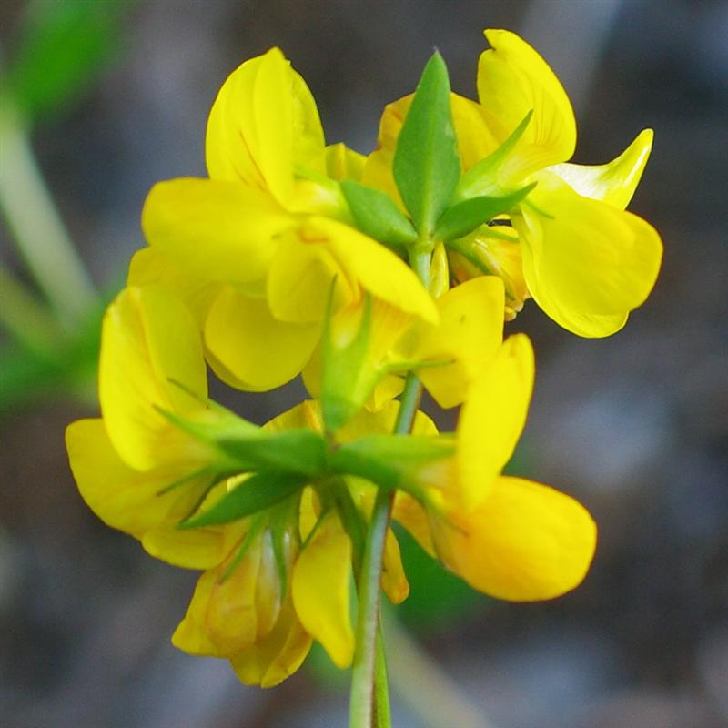 Détail de l'inflorescence