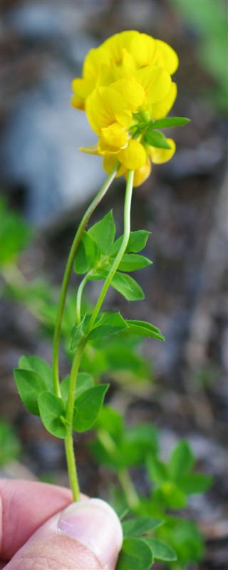 Tige et inflorescence