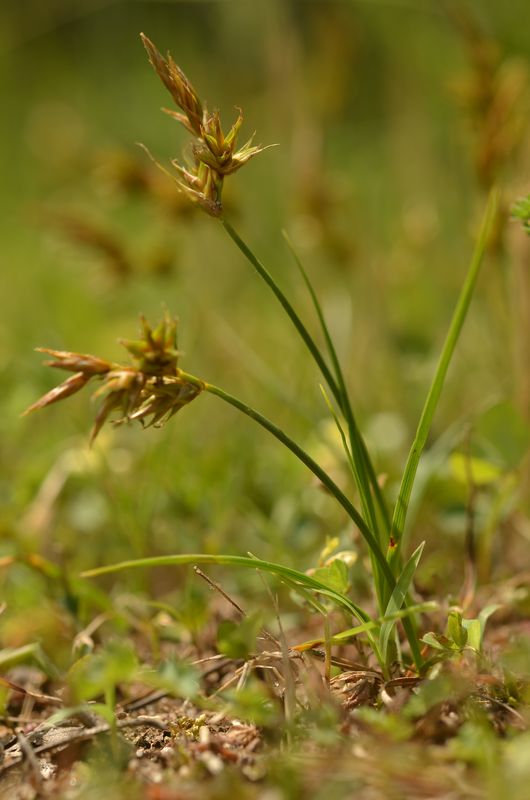 Carex arenaria 1.JPG