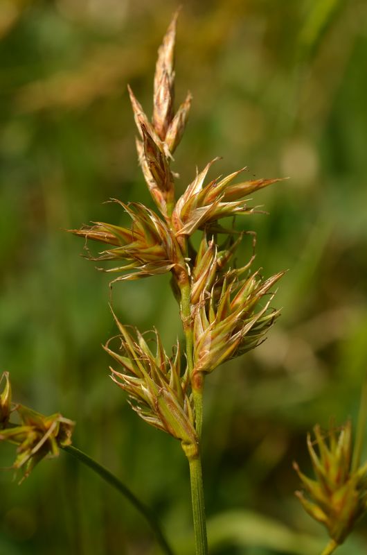 Carex arenaria 2.JPG