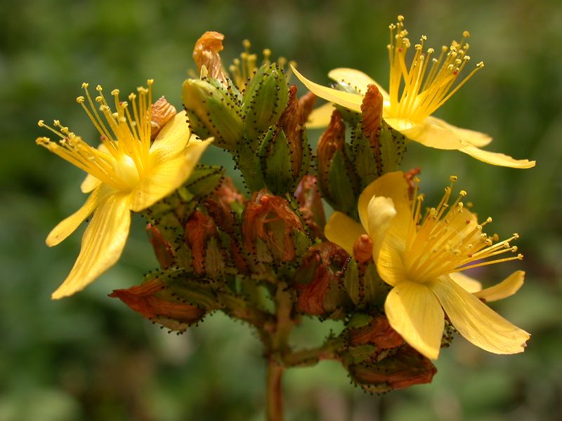 Hypericum montanum 2.JPG