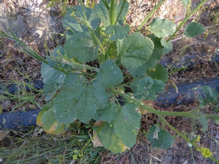 Brassicacée grosses feuilles J14 Stupa  (3) W1.jpg