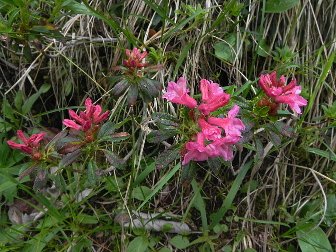 Rhododendron hirsutum