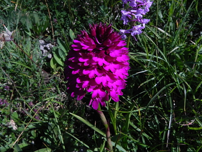 Anacamptis tanayensis