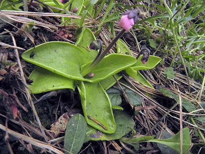 Pinguicula grandiflora subsp. rosea