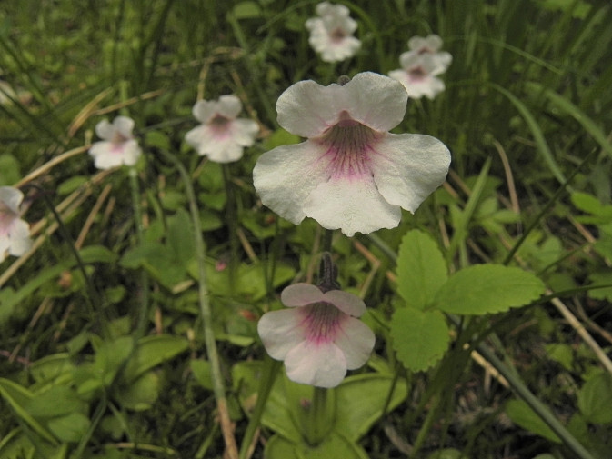 Pinguicula grandiflora subsp. rosea