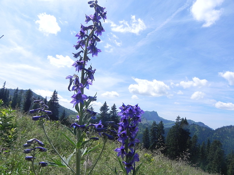 Delphinium elatum var. ??