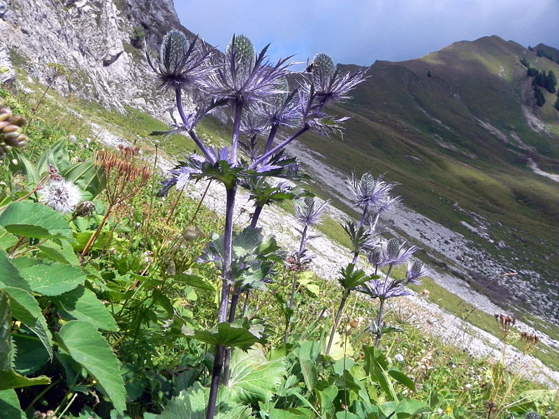 Eryngium alpinum