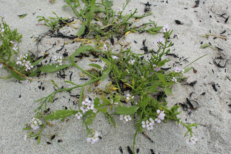 supposé Cardamine de mer 01.JPG