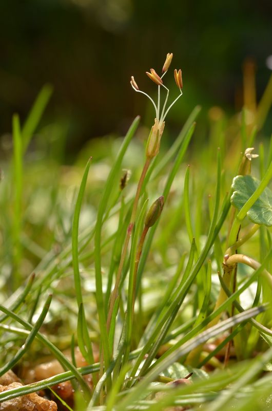 Littorella lacustris 2.jpg