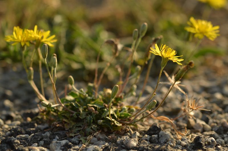 Crepis bursifolia.JPG