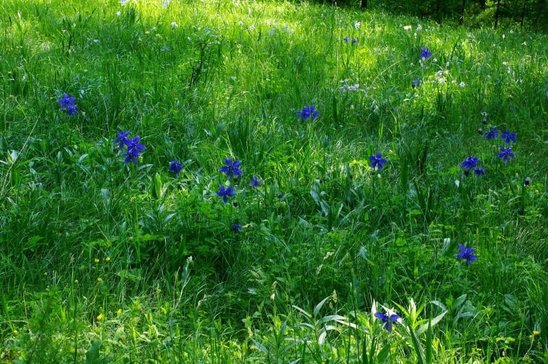 Champ de fleurs